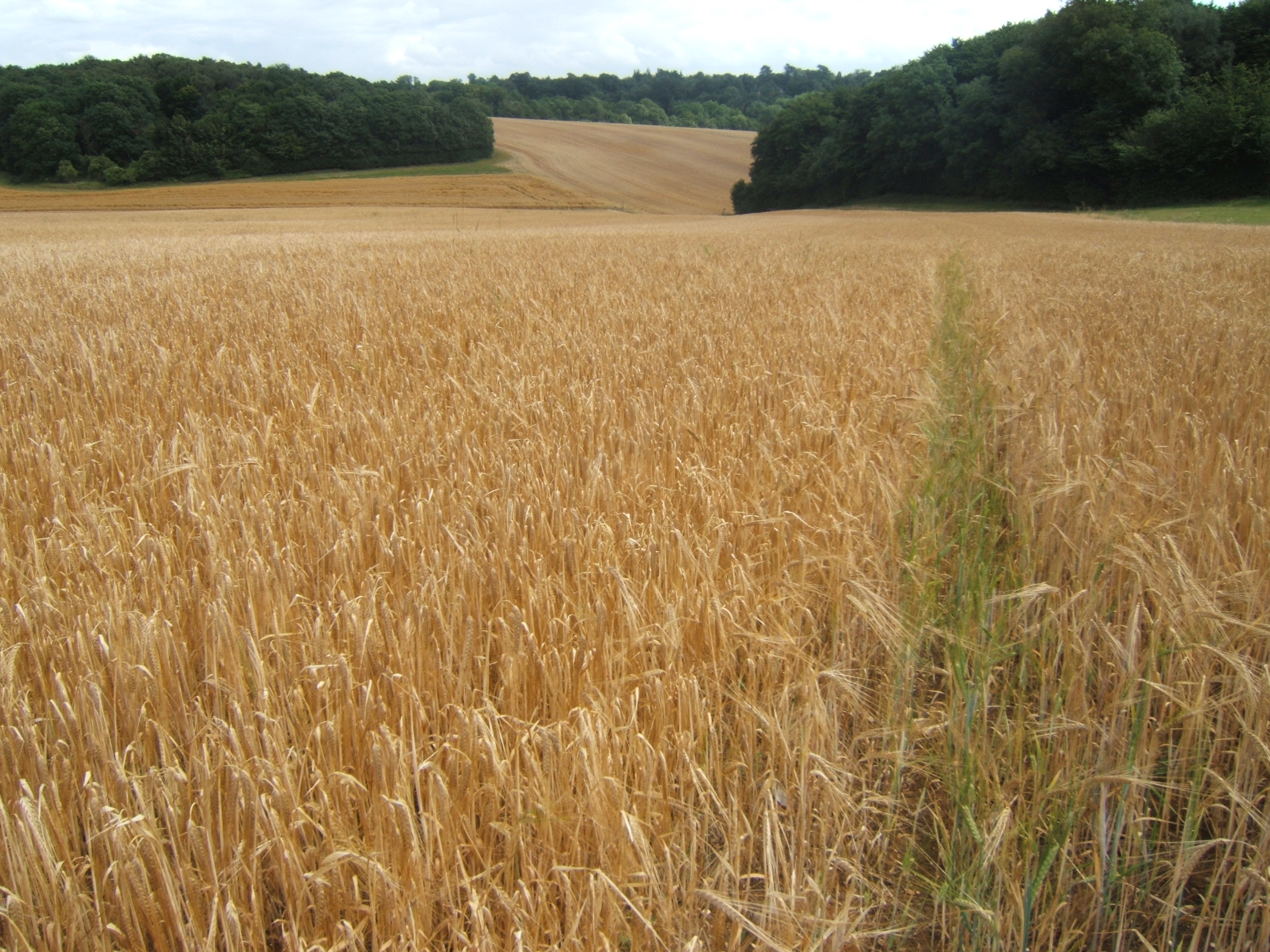 Crops Photos 013 - Lockley Farm